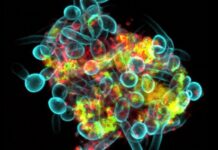 Microbes Can Form ‘Superorganisms’ That Crawl Across Our Teeth Cluster of fungi and bacteria under the microscope