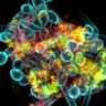 Cluster of fungi and bacteria under the microscope